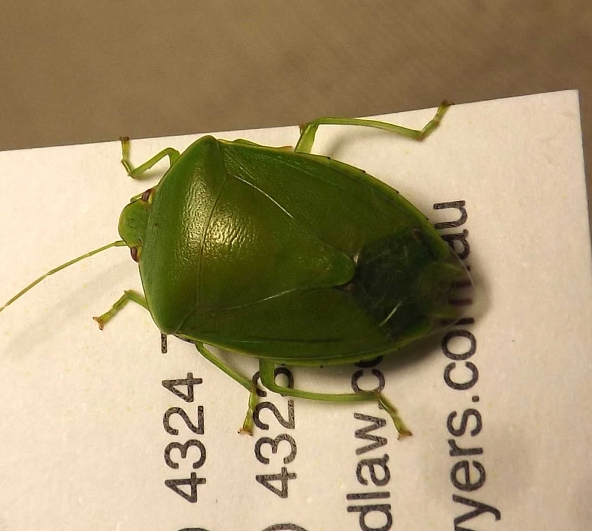 Green Potato Bug