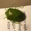 Green Potato Bug