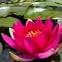 Nenúfar. Water lily