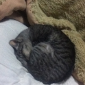 猫写真集-andrbook- logo