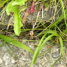 Granddaddy long-legs spider