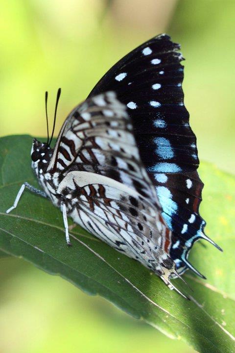 Scarce Forest Emperor