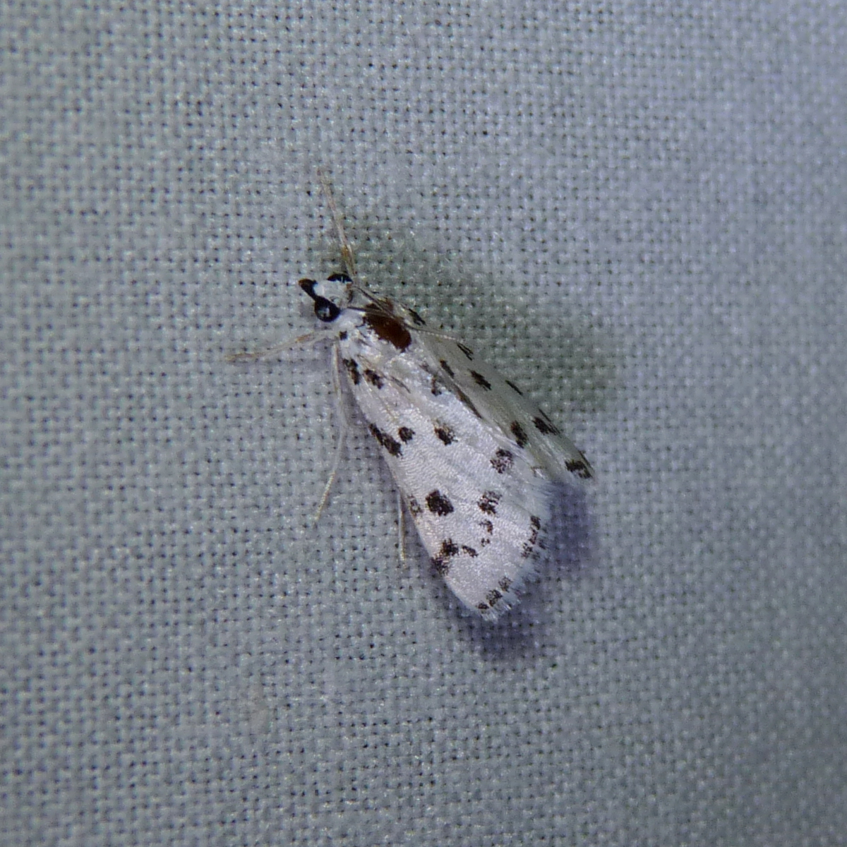 Spotted Peppergrass Moth