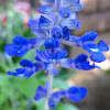 Victoria Blue Salvia