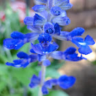 Victoria Blue Salvia