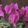 Cyclamen