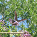 Red-spotted Purple butterfly