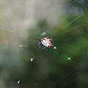 Spiny orbweaver spider