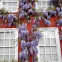 Wisteria floribunda (Glicinia morada. Wisteria)