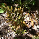 Autumn Fern