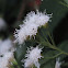 Fragrant Mistflower