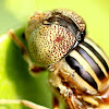 Spotted Eye Hoverfly