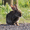 European Rabbit; Conejo