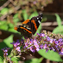 Monarch Butterfly