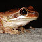 Whistling Tree Frog