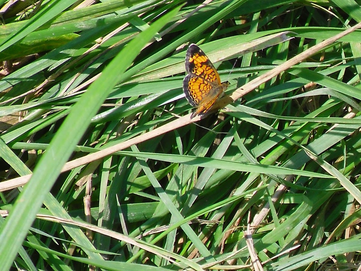 Pearl Crescent (Orange butterfly with black and white markings)