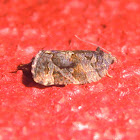 Tortricid moth