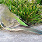 Red-rumped Parrot (FEMALE)