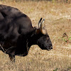 Gaur