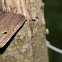 Geometer caterpillar (Spanners)