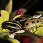 Seed-feeding Jewel Bug