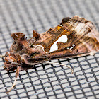 Bilobed Looper Moth