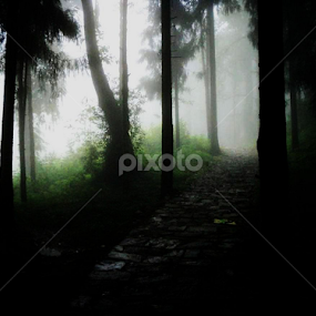 Wood Street by Kushal Ghosh - Landscapes Forests