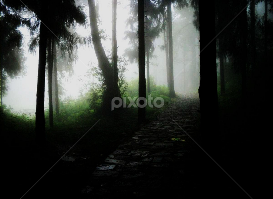 Wood Street by Kushal Ghosh - Landscapes Forests