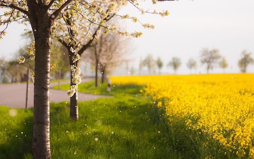 How to mod Spring Wallpaper lastet apk for bluestacks