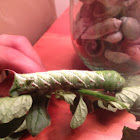 Tobacco Hornworm