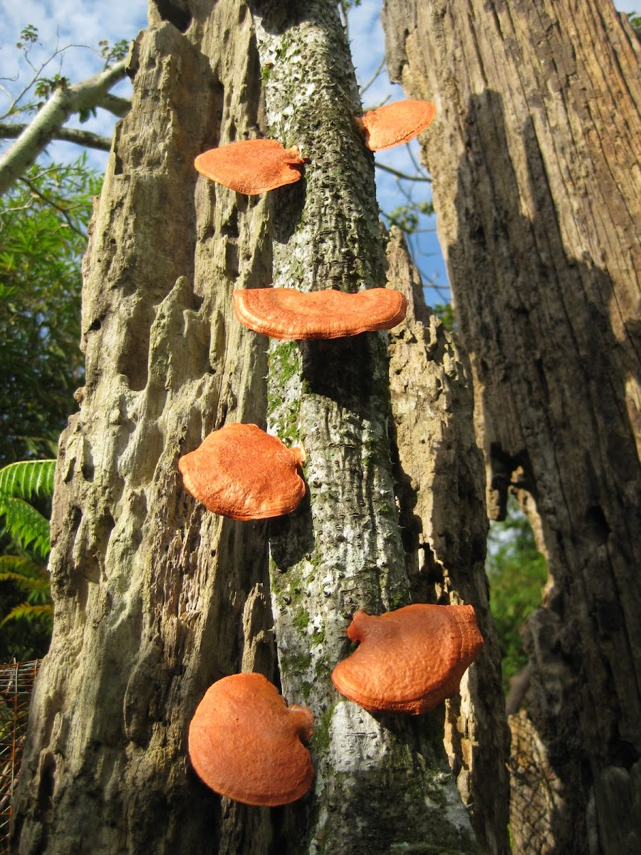 Red Fungus