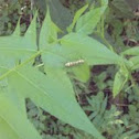 Ailanthus Webworm Moths