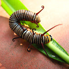 Catarpillar of Common Indian Crow Butterfly