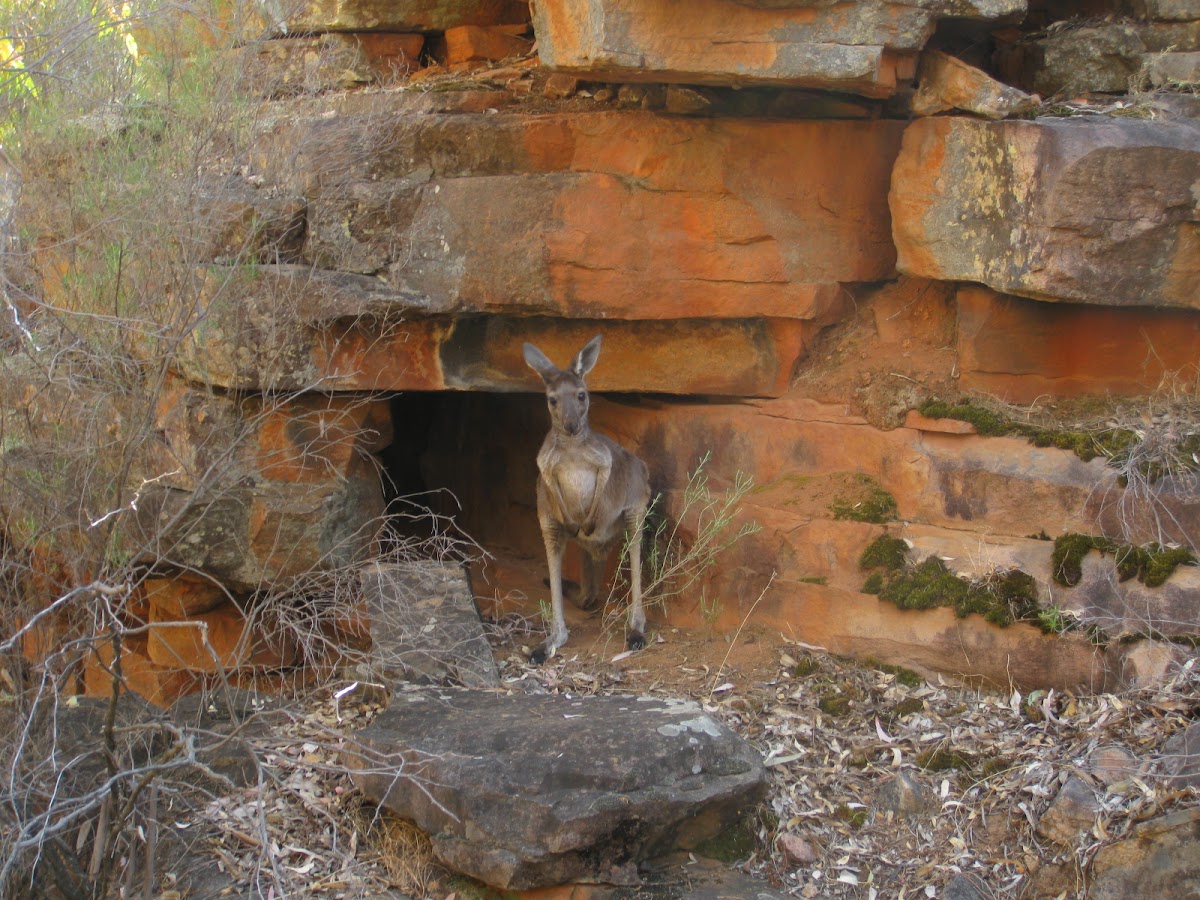 Eastern Grey Kangaroo