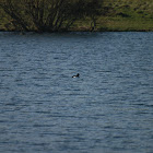 Tufted Duck