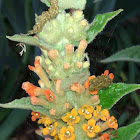 Orange butterfly bush