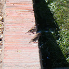 House Sparrow, Gorrión Común