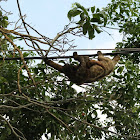 Perezoso tres uñas - Pale throated sloth