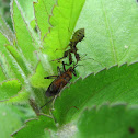 Spiny assassin bug nymph feeding on a mirid