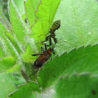 Spiny assassin bug nymph feeding on a mirid