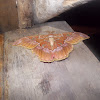 Rothschild moth