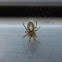 Zygiella Orbweaver Spider