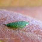 Privet Leafhopper Nymph