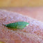 Privet Leafhopper Nymph