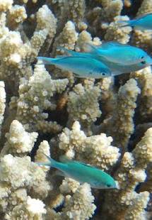 How to install Fish Wallpaper 1.3 unlimited apk for pc