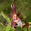 Phalaenopsis cornu cervi orchid