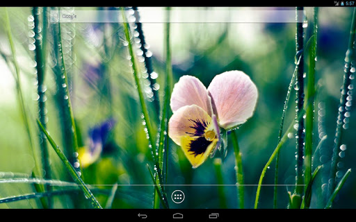 免費下載個人化APP|Flower HD Live Wallpaper app開箱文|APP開箱王