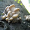 Oyster Mushroom