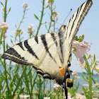 Scarce Swallowtail