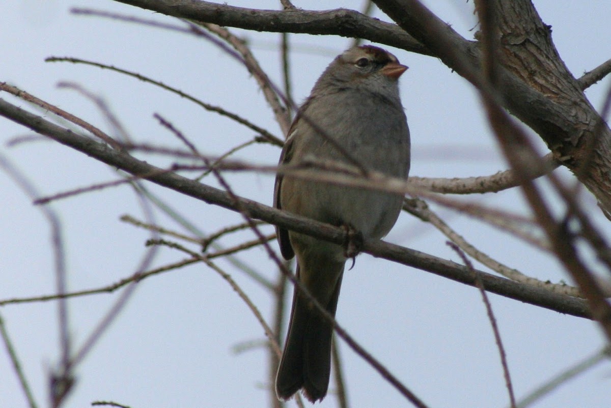 White-crowned Sparrow (immature)